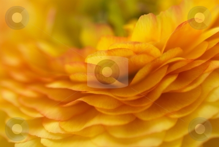 To use this stock image in your creative project, please select the size you need over to the right and click the "Add to Cart" button.
Your downloaded image will come with the Cutcaster watermark removed so don’t worry about the watermark you see on this page. Orange Ruffles stock photo, Closeup of a Ranunculus Bloom by Charles Jetzer