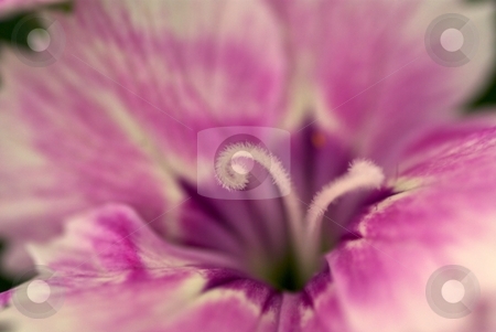 To use this stock image in your creative project, please select the size you need over to the right and click the "Add to Cart" button.
Your downloaded image will come with the Cutcaster watermark removed so don’t worry about the watermark you see on this page. Purple PInk Dianthus Spiral stock photo, Closeup of a Dianthus Telstar Bloom by Charles Jetzer