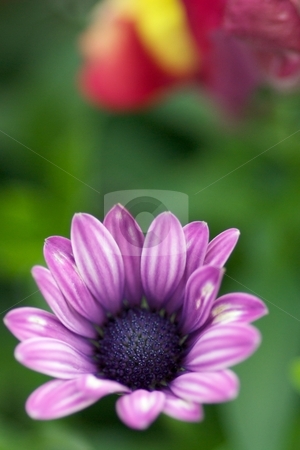 To use this stock image in your creative project, please select the size you need over to the right and click the "Add to Cart" button.
Your downloaded image will come with the Cutcaster watermark removed so don’t worry about the watermark you see on this page. Painted Light Purple stock photo, Closeup of a Osteospermum Soprano Light Purple Bloom by Charles Jetzer