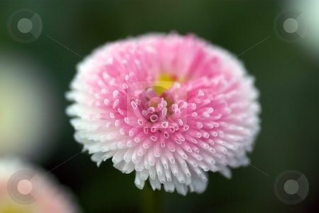 To use this stock image in your creative project, please select the size you need over to the right and click the "Add to Cart" button.
Your downloaded image will come with the Cutcaster watermark removed so don’t worry about the watermark you see on this page. Floating Tube Bloom stock photo, Closeup of an English Daisy Bloom by Charles Jetzer