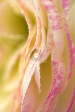 To use this stock image in your creative project, please select the size you need over to the right and click the "Add to Cart" button.
Your downloaded image will come with the Cutcaster watermark removed so don’t worry about the watermark you see on this page. Creamy Pink Ruffles stock photo, Closeup of a Ranunculus Bloom by Charles Jetzer