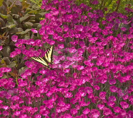 To use this stock image in your creative project, please select the size you need over to the right and click the "Add to Cart" button.
Your downloaded image will come with the Cutcaster watermark removed so don’t worry about the watermark you see on this page. Monarch Butterfly on Pink Flowers stock photo, This beautiful monarch butterfly has landed on a group of bright pink garden flowers. by Valerie Garner