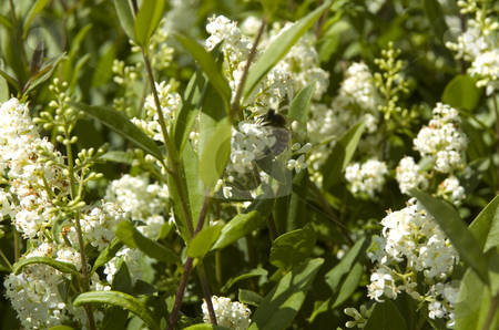 To use this stock image in your creative project, please select the size you need over to the right and click the "Add to Cart" button.
Your downloaded image will come with the Cutcaster watermark removed so don’t worry about the watermark you see on this page. Flowers with bee stock photo, Flowers with bee closer look by Andreas Brenner