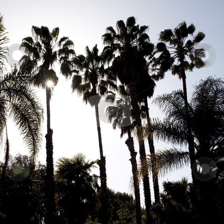 To use this stock image in your creative project, please select the size you need over to the right and click the "Add to Cart" button.
Your downloaded image will come with the Cutcaster watermark removed so don’t worry about the watermark you see on this page. Washingtonia filifera stock photo, California Fan Palm (Washingtonia filifera) is a palm native to the desert oases of Central, southern and southwestern Arizona, southern Nevada, extreme northwest Mexico and the inland deserts of Southern California. by Mariusz Jurgielewicz