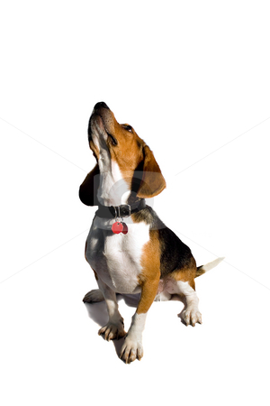 To use this stock image in your creative project, please select the size you need over to the right and click the "Add to Cart" button.
Your downloaded image will come with the Cutcaster watermark removed so don’t worry about the watermark you see on this page. Isolated Beagle Dog stock photo, A cute purebred beagle isolated over white. by Todd Arena