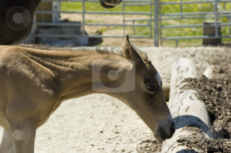 To use this stock image in your creative project, please select the size you need over to the right and click the "Add to Cart" button.
Your downloaded image will come with the Cutcaster watermark removed so don’t worry about the watermark you see on this page. Paula stock photo, Akhal-Teke foal close-up by Andreas Brenner