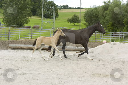 To use this stock image in your creative project, please select the size you need over to the right and click the "Add to Cart" button.
Your downloaded image will come with the Cutcaster watermark removed so don’t worry about the watermark you see on this page. Paula and mother stock photo, Akhal-Teke foal with mother in paddock by Andreas Brenner