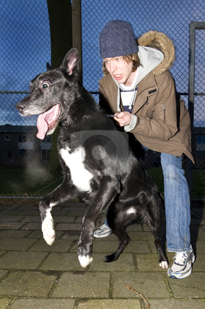 To use this stock image in your creative project, please select the size you need over to the right and click the "Add to Cart" button.
Your downloaded image will come with the Cutcaster watermark removed so don’t worry about the watermark you see on this page. Vicious dog leaping away from his owner stock photo, An aggressive dog being set loose by his vicious owner in an suburbian area by Corepics VOF