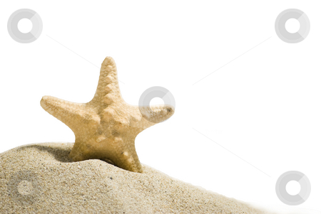 To use this stock image in your creative project, please select the size you need over to the right and click the "Add to Cart" button.
Your downloaded image will come with the Cutcaster watermark removed so don’t worry about the watermark you see on this page. Star fish with clipping path stock photo, Star fish and sand isolated on white background by Desislava Dimitrova