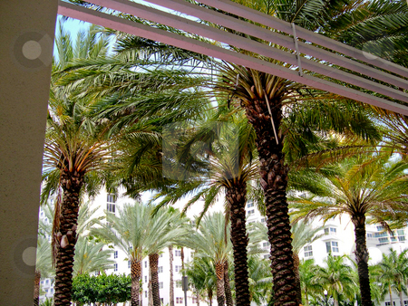 To use this stock image in your creative project, please select the size you need over to the right and click the "Add to Cart" button.
Your downloaded image will come with the Cutcaster watermark removed so don’t worry about the watermark you see on this page. Palm trees stock photo, Palm trees in Miami Beach by Jaime Pharr