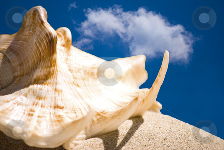 To use this stock image in your creative project, please select the size you need over to the right and click the "Add to Cart" button.
Your downloaded image will come with the Cutcaster watermark removed so don’t worry about the watermark you see on this page. Shell stock photo, Sea shell in sand and blue sky by Desislava Dimitrova