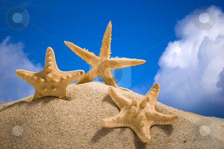 To use this stock image in your creative project, please select the size you need over to the right and click the "Add to Cart" button.
Your downloaded image will come with the Cutcaster watermark removed so don’t worry about the watermark you see on this page. Star fish stock photo, Star fish and sand on blue sky background by Desislava Dimitrova