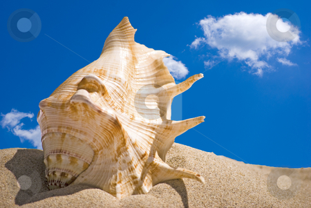 To use this stock image in your creative project, please select the size you need over to the right and click the "Add to Cart" button.
Your downloaded image will come with the Cutcaster watermark removed so don’t worry about the watermark you see on this page. Shell stock photo, Sea shell in sand and blue sky by Desislava Dimitrova