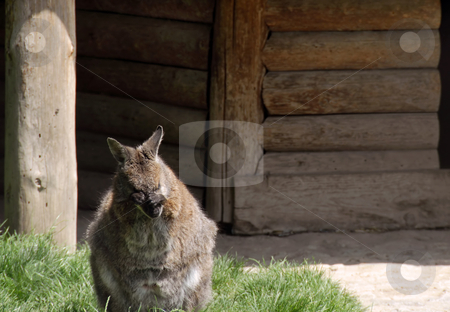 To use this stock image in your creative project, please select the size you need over to the right and click the "Add to Cart" button.
Your downloaded image will come with the Cutcaster watermark removed so don’t worry about the watermark you see on this page. Kangaroo stock photo, Little kangaroo washing his face with hands in zoo by Julija Sapic