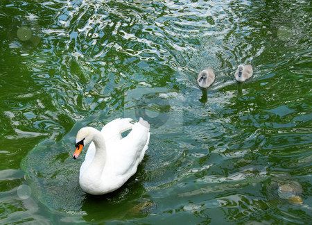To use this stock image in your creative project, please select the size you need over to the right and click the "Add to Cart" button.
Your downloaded image will come with the Cutcaster watermark removed so don’t worry about the watermark you see on this page. Swan stock photo, Swam family over green water outdoor swimming by Julija Sapic