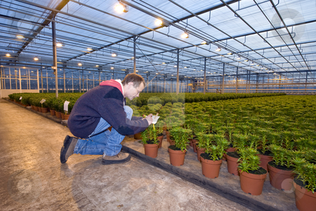 To use this stock image in your creative project, please select the size you need over to the right and click the "Add to Cart" button.
Your downloaded image will come with the Cutcaster watermark removed so don’t worry about the watermark you see on this page. Identifying plants stock photo, A man,writing on the identification tag of a row of potted plants inside a huge greenhouse by Corepics VOF