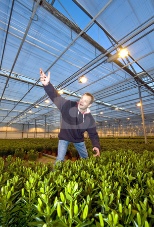 To use this stock image in your creative project, please select the size you need over to the right and click the "Add to Cart" button.
Your downloaded image will come with the Cutcaster watermark removed so don’t worry about the watermark you see on this page. Glasshouse discovery stock photo, A man, having found something special, gesturing wildly with his arm in a glasshouse by Corepics VOF