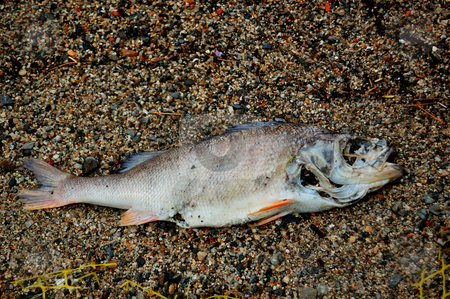 To use this stock image in your creative project, please select the size you need over to the right and click the "Add to Cart" button.
Your downloaded image will come with the Cutcaster watermark removed so don’t worry about the watermark you see on this page. Rotten fish stock photo, Rotten fish in the sand. Water pollution issues. by ALESSANDRO TERMIGNONE
