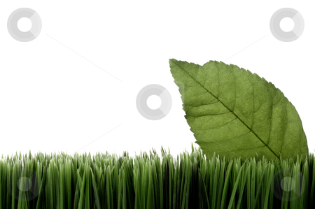 To use this stock image in your creative project, please select the size you need over to the right and click the "Add to Cart" button.
Your downloaded image will come with the Cutcaster watermark removed so don’t worry about the watermark you see on this page. Horizontal image of a green leaf on grass on white with space fo stock photo, Horizontal image of a green leaf on grass on white with space for copy by Vince Clements