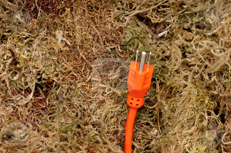 To use this stock image in your creative project, please select the size you need over to the right and click the "Add to Cart" button.
Your downloaded image will come with the Cutcaster watermark removed so don’t worry about the watermark you see on this page. An orange extension cord on moss stock photo, An orange extension cord on moss by Vince Clements