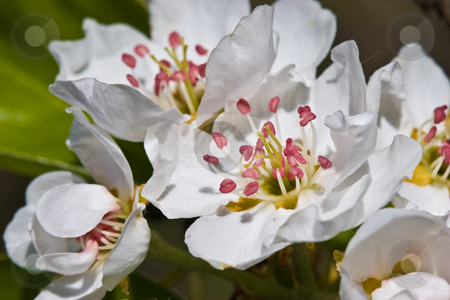 To use this stock image in your creative project, please select the size you need over to the right and click the "Add to Cart" button.
Your downloaded image will come with the Cutcaster watermark removed so don’t worry about the watermark you see on this page. Apple bloom stock photo, Spring series: apple tree bloom macro picture by Gennady Kravetsky