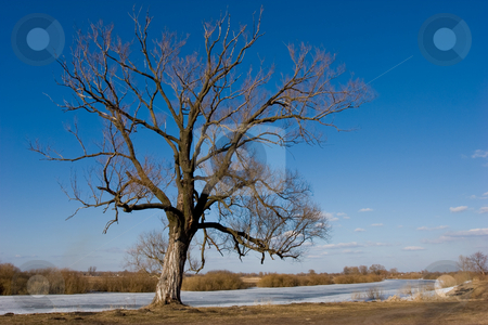 To use this stock image in your creative project, please select the size you need over to the right and click the "Add to Cart" button.
Your downloaded image will come with the Cutcaster watermark removed so don’t worry about the watermark you see on this page. Landscape with tree stock photo, View series: rural early spring landscape with tree by Gennady Kravetsky