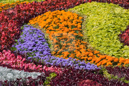 To use this stock image in your creative project, please select the size you need over to the right and click the "Add to Cart" button.
Your downloaded image will come with the Cutcaster watermark removed so don’t worry about the watermark you see on this page. Flower background stock photo, Design of different color flowers, natural background by Gennady Kravetsky