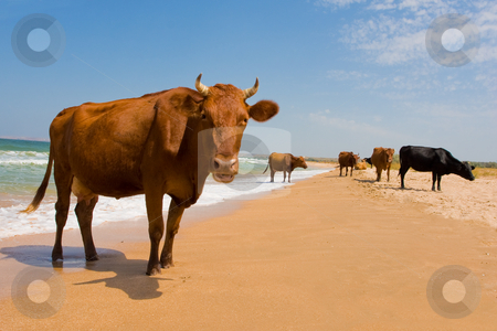To use this stock image in your creative project, please select the size you need over to the right and click the "Add to Cart" button.
Your downloaded image will come with the Cutcaster watermark removed so don’t worry about the watermark you see on this page. Sunbathing cow stock photo, Leisure series: cow take a sunbathe on the sea beach by Gennady Kravetsky