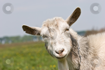 To use this stock image in your creative project, please select the size you need over to the right and click the "Add to Cart" button.
Your downloaded image will come with the Cutcaster watermark removed so don’t worry about the watermark you see on this page. Goat stock photo, Agriculture series: portrait of she-goat on the meadow by Gennady Kravetsky