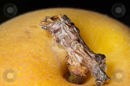 To use this stock image in your creative project, please select the size you need over to the right and click the "Add to Cart" button.
Your downloaded image will come with the Cutcaster watermark removed so don’t worry about the watermark you see on this page. Apricot stock photo, Macro closu up shot of an apricot by Vlad Podkhlebnik