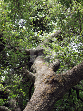 To use this stock image in your creative project, please select the size you need over to the right and click the "Add to Cart" button.
Your downloaded image will come with the Cutcaster watermark removed so don’t worry about the watermark you see on this page. View into oak tree branches leaves and trunk stock photo, Climbably view up into oak tree with trunk branches and leaves by Jeff Cleveland