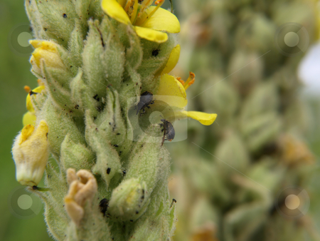 To use this stock image in your creative project, please select the size you need over to the right and click the "Add to Cart" button.
Your downloaded image will come with the Cutcaster watermark removed so don’t worry about the watermark you see on this page. Beetles on a Plant stock photo, Little beetles on a plant of yellow flowers by Robert Gebbie
