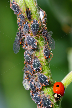 To use this stock image in your creative project, please select the size you need over to the right and click the "Add to Cart" button.
Your downloaded image will come with the Cutcaster watermark removed so don’t worry about the watermark you see on this page. aphids stock photo, Macro ladybird and aphids on green stem by Jolanta Dabrowska