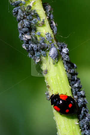 To use this stock image in your creative project, please select the size you need over to the right and click the "Add to Cart" button.
Your downloaded image will come with the Cutcaster watermark removed so don’t worry about the watermark you see on this page. Ladybird stock photo, Macro ladybird and aphids on green stem by Jolanta Dabrowska