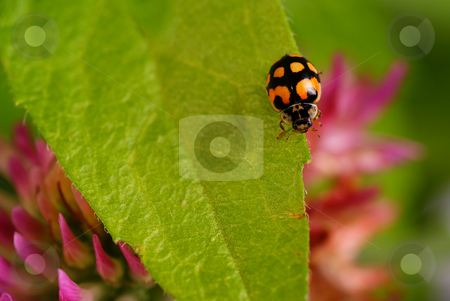 To use this stock image in your creative project, please select the size you need over to the right and click the "Add to Cart" button.
Your downloaded image will come with the Cutcaster watermark removed so don’t worry about the watermark you see on this page. Ladybird stock photo, Black ladybird speckled on green leaf by Jolanta Dabrowska