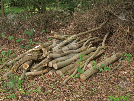 To use this stock image in your creative project, please select the size you need over to the right and click the "Add to Cart" button.
Your downloaded image will come with the Cutcaster watermark removed so don’t worry about the watermark you see on this page. Pile of logs. stock photo, Pile of logs left to attract wildlife in a British wood. by Ian Langley