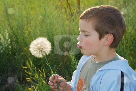 To use this stock image in your creative project, please select the size you need over to the right and click the "Add to Cart" button.
Your downloaded image will come with the Cutcaster watermark removed so don’t worry about the watermark you see on this page. Childs wish stock photo, A small boy with big dreams, backlit with afternoon sun holding big dandelion-like plant in hand and blowing. by Ivan Paunovic