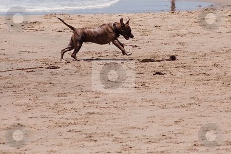 To use this stock image in your creative project, please select the size you need over to the right and click the "Add to Cart" button.
Your downloaded image will come with the Cutcaster watermark removed so don’t worry about the watermark you see on this page. Dog on the beach stock photo, Dog running and playing on the ocean beach. by Mariusz Jurgielewicz