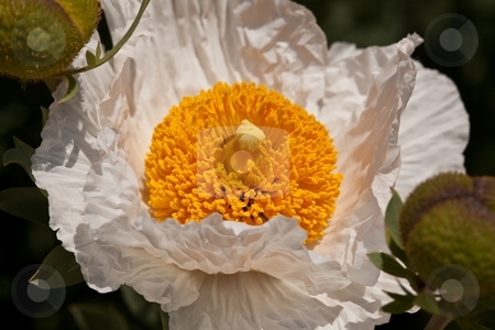 To use this stock image in your creative project, please select the size you need over to the right and click the "Add to Cart" button.
Your downloaded image will come with the Cutcaster watermark removed so don’t worry about the watermark you see on this page. Mojave prickly poppy stock photo, Mojave prickly poppy (Argemone corymbosa) is a flowering plant in the family Papaveraceae native to the eastern Mojave Desert of the southwestern United States. by Mariusz Jurgielewicz