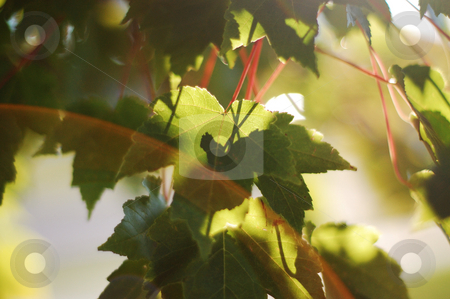To use this stock image in your creative project, please select the size you need over to the right and click the "Add to Cart" button.
Your downloaded image will come with the Cutcaster watermark removed so don’t worry about the watermark you see on this page. Sunlight glowing through backlit Red Maple leaves stock photo, by Heather Shelley