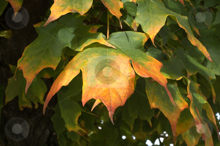 To use this stock image in your creative project, please select the size you need over to the right and click the "Add to Cart" button.
Your downloaded image will come with the Cutcaster watermark removed so don’t worry about the watermark you see on this page. Maple leaves stock photo, by Heather Shelley