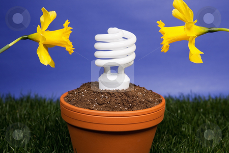 To use this stock image in your creative project, please select the size you need over to the right and click the "Add to Cart" button.
Your downloaded image will come with the Cutcaster watermark removed so don’t worry about the watermark you see on this page. Energy saving light bulb planted stock photo, Compact fluorescent light bulb planted in a planter with daffodils by Bryan Mullennix