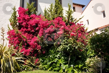 To use this stock image in your creative project, please select the size you need over to the right and click the "Add to Cart" button.
Your downloaded image will come with the Cutcaster watermark removed so don’t worry about the watermark you see on this page. Bougainvillea stock photo, Bougainvillea is a genus of flowering plants native to South America from Brazil west to Peru and south to southern Argentina by Mariusz Jurgielewicz