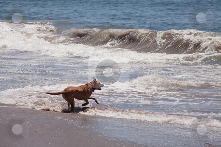 To use this stock image in your creative project, please select the size you need over to the right and click the "Add to Cart" button.
Your downloaded image will come with the Cutcaster watermark removed so don’t worry about the watermark you see on this page. Dog on the beach stock photo, Dog running and playing on the ocean beach. by Mariusz Jurgielewicz
