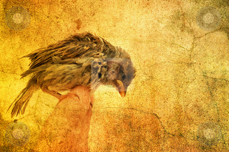 To use this stock image in your creative project, please select the size you need over to the right and click the "Add to Cart" button.
Your downloaded image will come with the Cutcaster watermark removed so don’t worry about the watermark you see on this page. Little bird stock photo, Little bird by Christophe Rolland