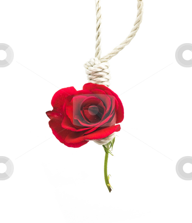 To use this stock image in your creative project, please select the size you need over to the right and click the "Add to Cart" button.
Your downloaded image will come with the Cutcaster watermark removed so don’t worry about the watermark you see on this page. Love Death stock photo, Conceptual photo of a hanging rose for the death of love by John Teeter
