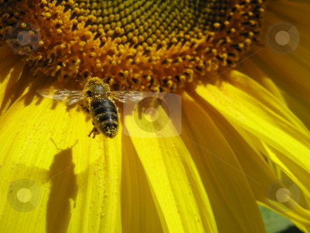 To use this stock image in your creative project, please select the size you need over to the right and click the "Add to Cart" button.
Your downloaded image will come with the Cutcaster watermark removed so don’t worry about the watermark you see on this page. The harvester stock photo, Bee flying onto sunflower by Robyn Butler