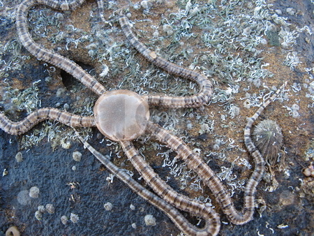 To use this stock image in your creative project, please select the size you need over to the right and click the "Add to Cart" button.
Your downloaded image will come with the Cutcaster watermark removed so don’t worry about the watermark you see on this page. Starfish stock photo, Brittle Star Starfish Seastar Ophionereis schayeri by Robyn Butler