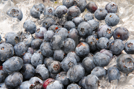 To use this stock image in your creative project, please select the size you need over to the right and click the "Add to Cart" button.
Your downloaded image will come with the Cutcaster watermark removed so don’t worry about the watermark you see on this page. Blueberries Chilling On Ice stock photo, Closeup of fresh picked berries cooling on crushed ice by Lynn Bendickson
