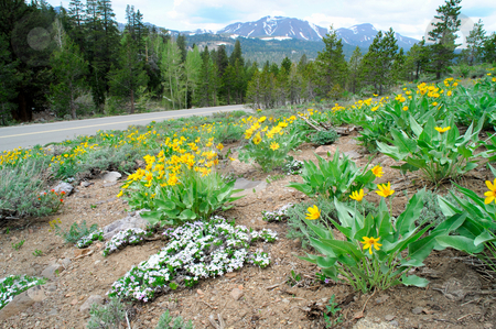 To use this stock image in your creative project, please select the size you need over to the right and click the "Add to Cart" button.
Your downloaded image will come with the Cutcaster watermark removed so don’t worry about the watermark you see on this page. Mountain Wildflowers stock photo, Yellow and white flowers cover a hillside at springtime in the california sierra nevada mountains by Lynn Bendickson